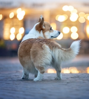 Seguro de mascotas: ¿qué hacer si tu perro se pierde?